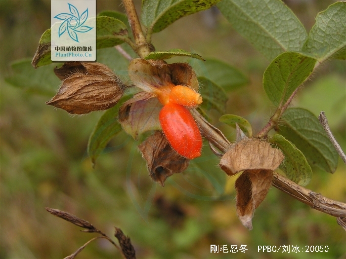  p>刚毛忍冬(学名: i>lonicera hispida /i> pall. ex roem.