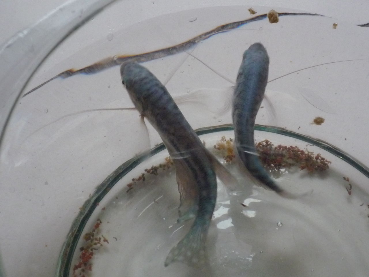 学名丝鳍毛足鲈( i>trichogaster trichopterus /i>),又名蓝线鳍鱼,蓝