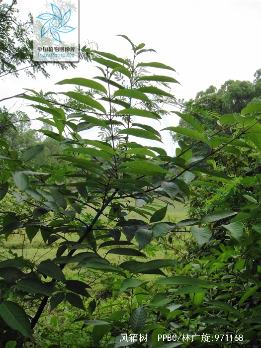 风箱树