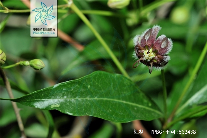  a href="#" data-lemmaid="4909022">羊角桃 /a>,羊桃等,属 a>双子叶