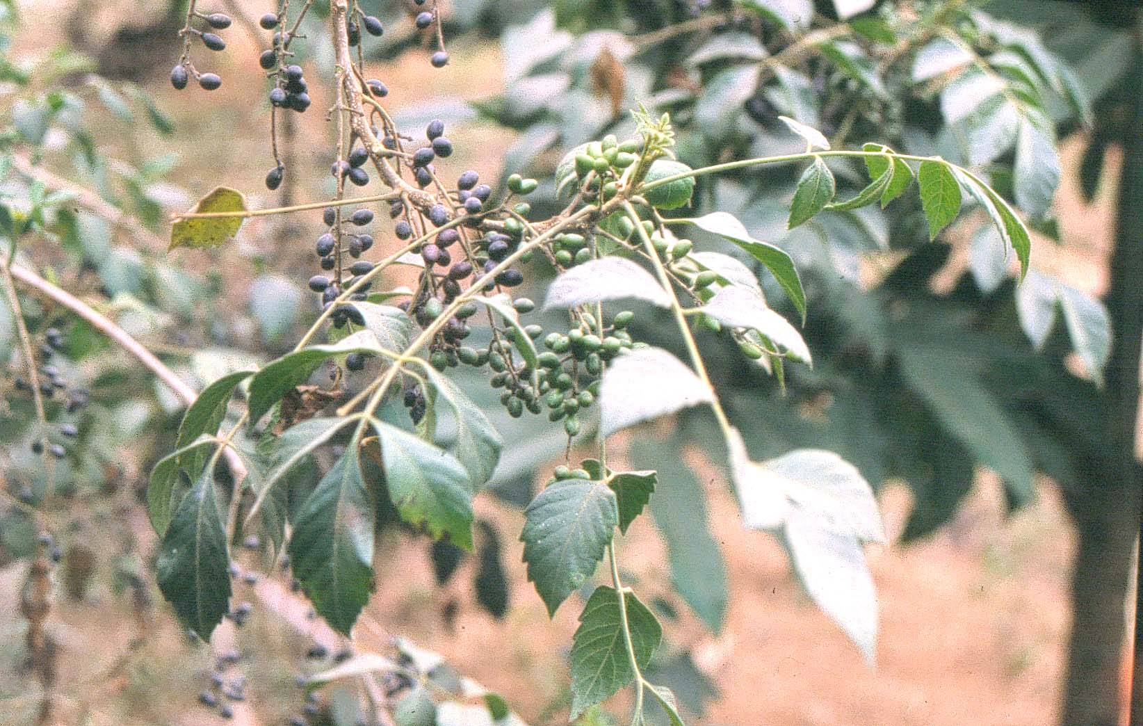 是苦木科鸦胆子属植物.灌木或小乔木;嫩枝,叶柄和花序均被黄色柔毛.