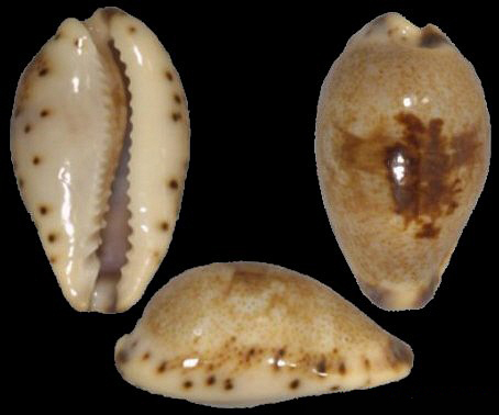  p>小眼宝螺(学名:purpuradusta gracilis gracilis)是腹足纲宝螺科的