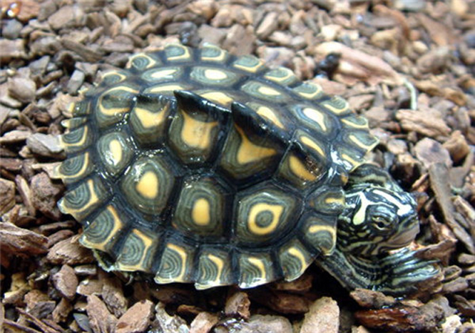 黄斑地图龟