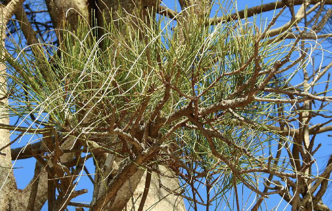 casuarina glauca sieb. ex spr.