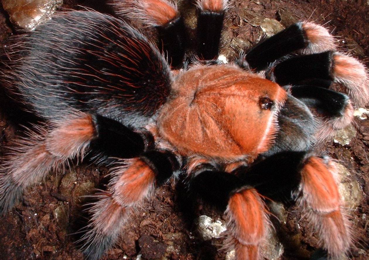  p>墨西哥血脚,英文名mexican bloodleg tarantula,拉丁学名