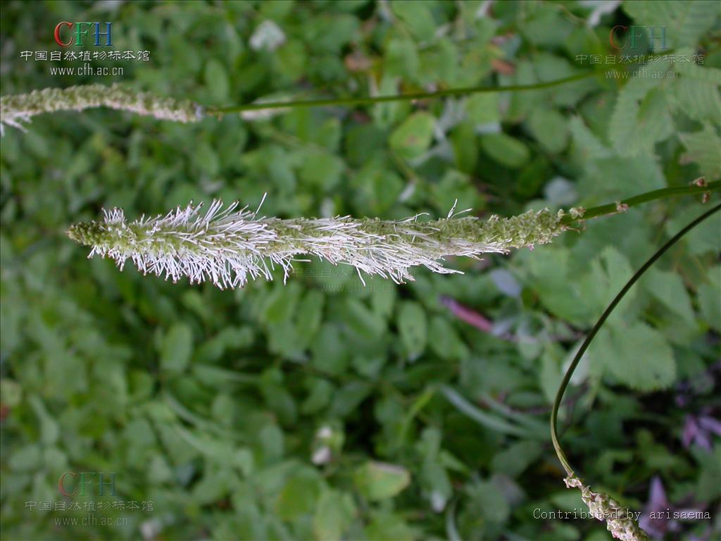  p> b>大白花地榆 /b>(学名: i>sanguisorba sitchensis /i>)是蔷薇科