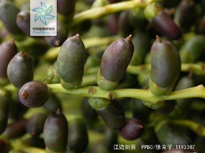  p>江边刺葵(学名: i>phoenix roebelenii /i> o.