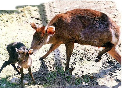  p>毛冠鹿( i>elaphodus cephalophus /i>)又叫青鹿,为一种小型鹿.