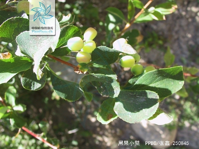  p data-id="tbhutzdaj97q">黑果小檗(学名: i>berberis atrocarpa /i