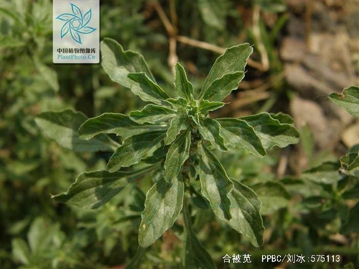  p>合被苋,石竹目 a href="#">苋科 /a>苋属,目原产于加勒比海岛屿