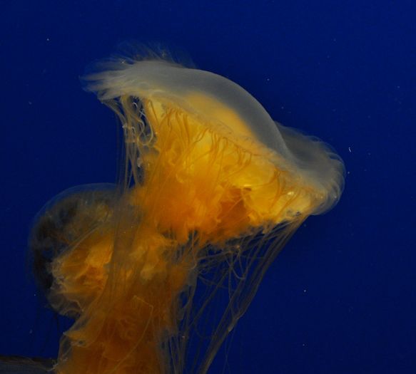  p>煎蛋水母(学名:phacellophora camtschatica)是钵水母纲的海洋生物