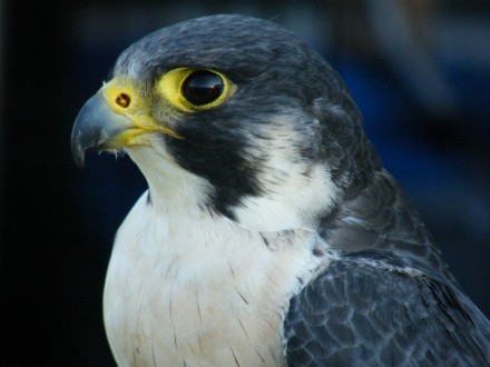 falco peregrinus japonensis