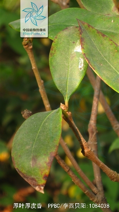厚叶厚皮香