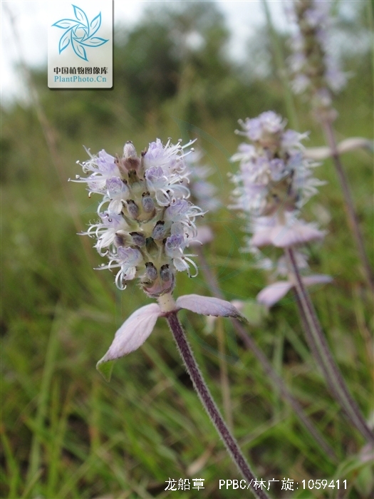  p>草本,直立或近直立,高8—80厘米.