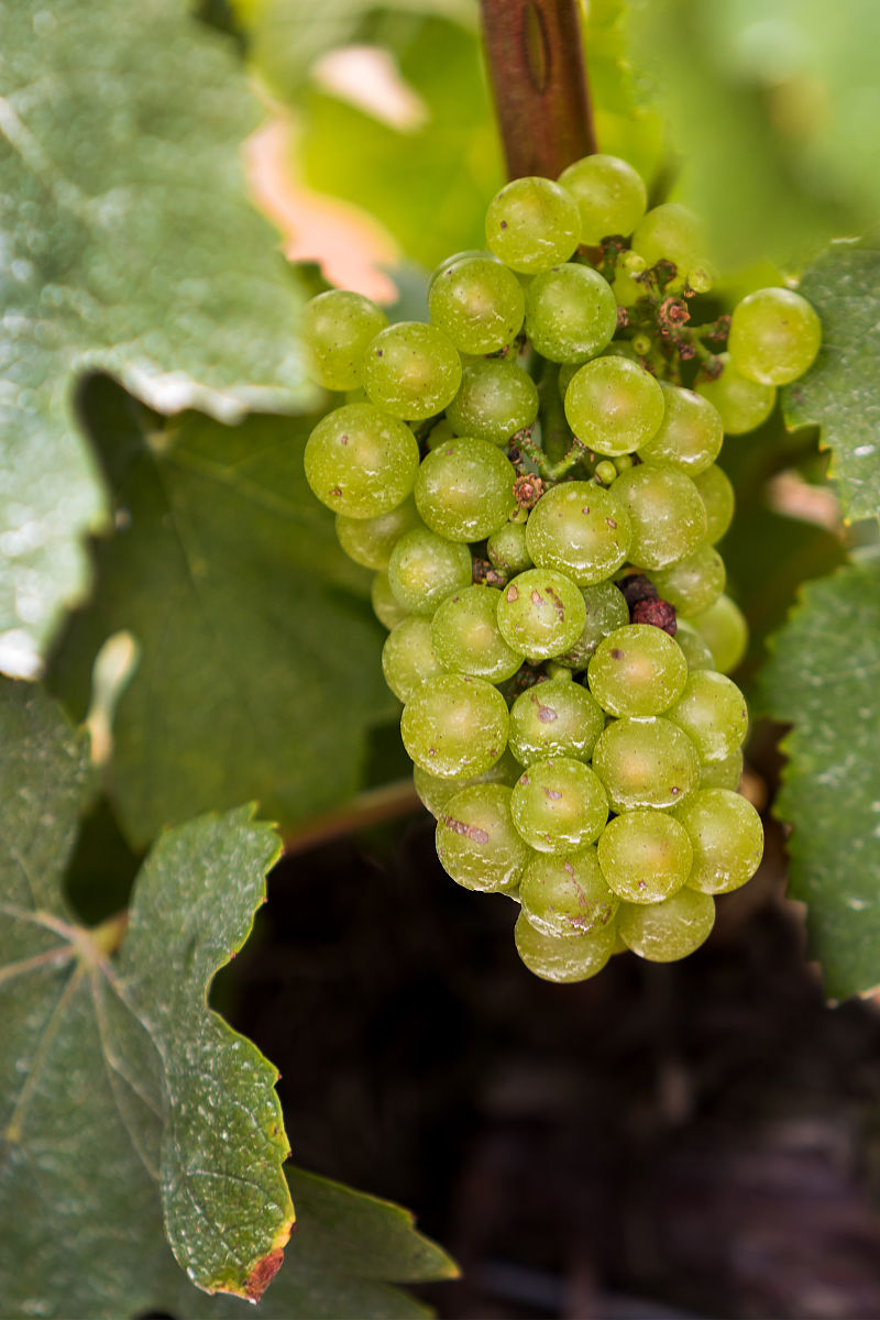  p>霞多丽,又叫做雪当利,莎当尼,莎当妮,原产自 a target="_blank"