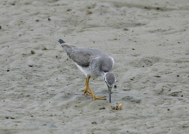  a data-lemmaid="26822">涉禽 /a>,体重75-172克,体长250-280毫米