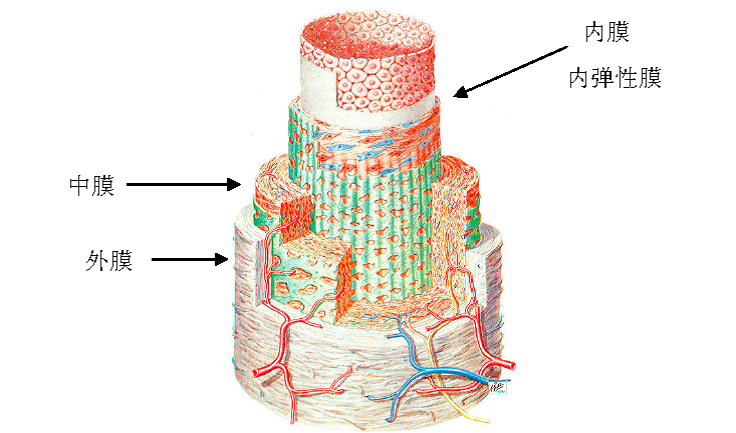 心血管系统生物力学_百度百科