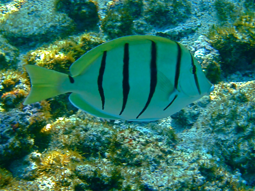  p>横带刺尾鱼(学名: i>acanthurus triostegus /i>(linnaeus,1758), 