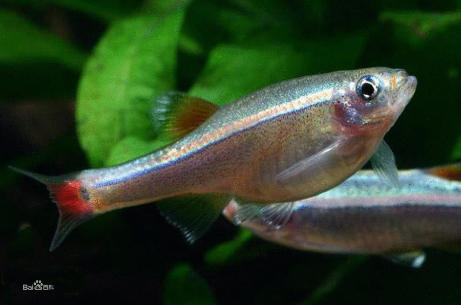  p>背点波鱼(学名:rasbora dorsiocellata),俗称青眼灯鱼,是 a target