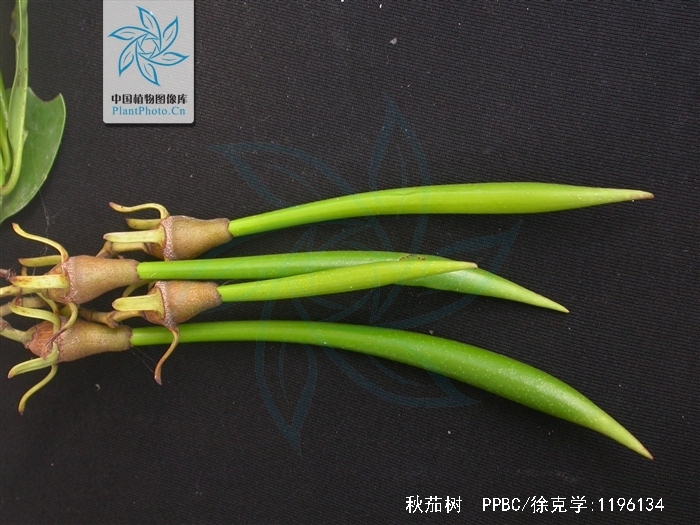  p>秋茄树(学名: i>kandelia candel /i> (l.