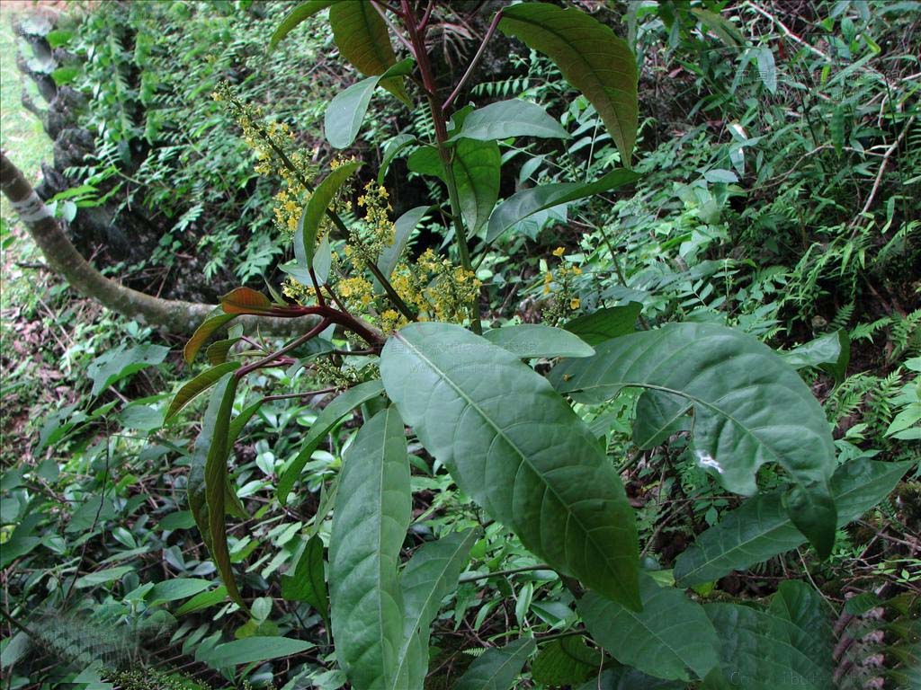  p> a target="_blank" href="/item/三宝木/7404349" data-lemmaid="