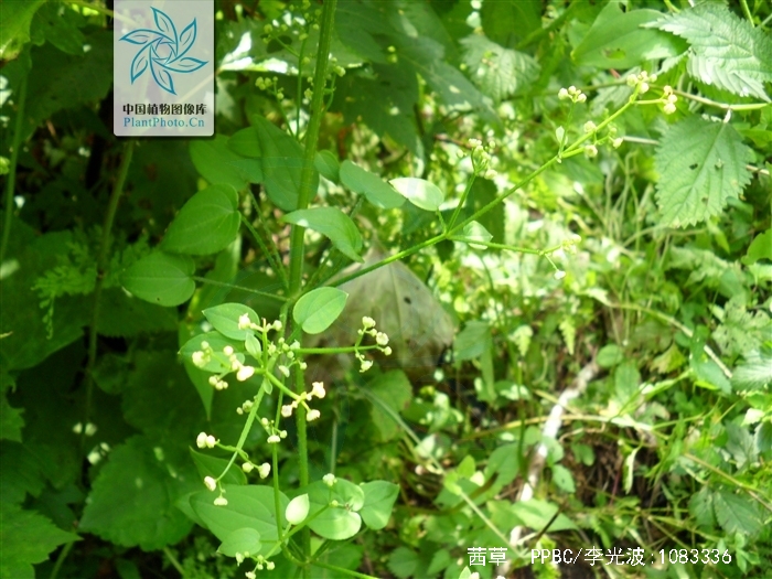  p data-id="txvnk3rky9ul">茜草( i>rubia cordifolia /i> l.