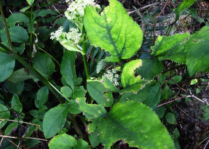  p>重齿当归(学名: i>angelica biserrata /i> (shan et yuan) yuan