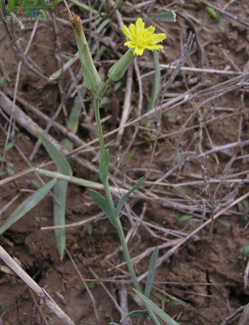  p>蒙古鸦葱(学名: i>scorzonera mongolica /i> maxim.