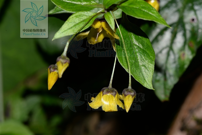  p>川香草(学名:lysimachia wilsonii hemsl.