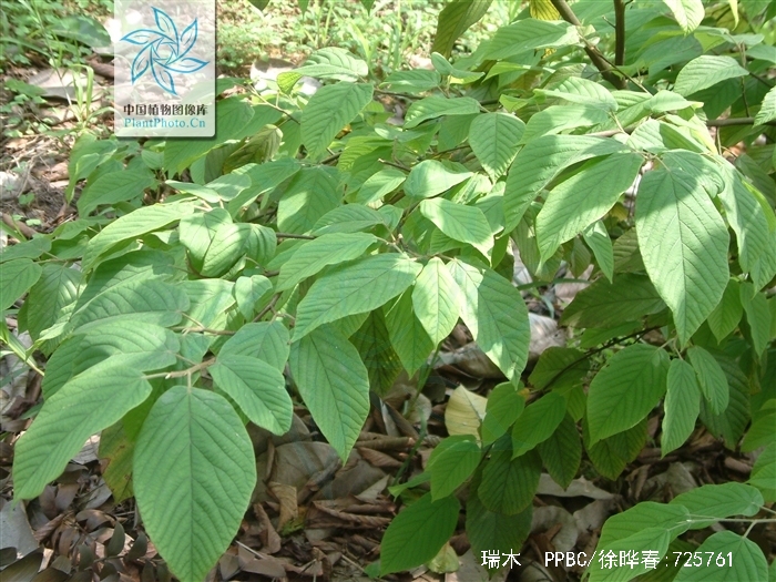 灯台树