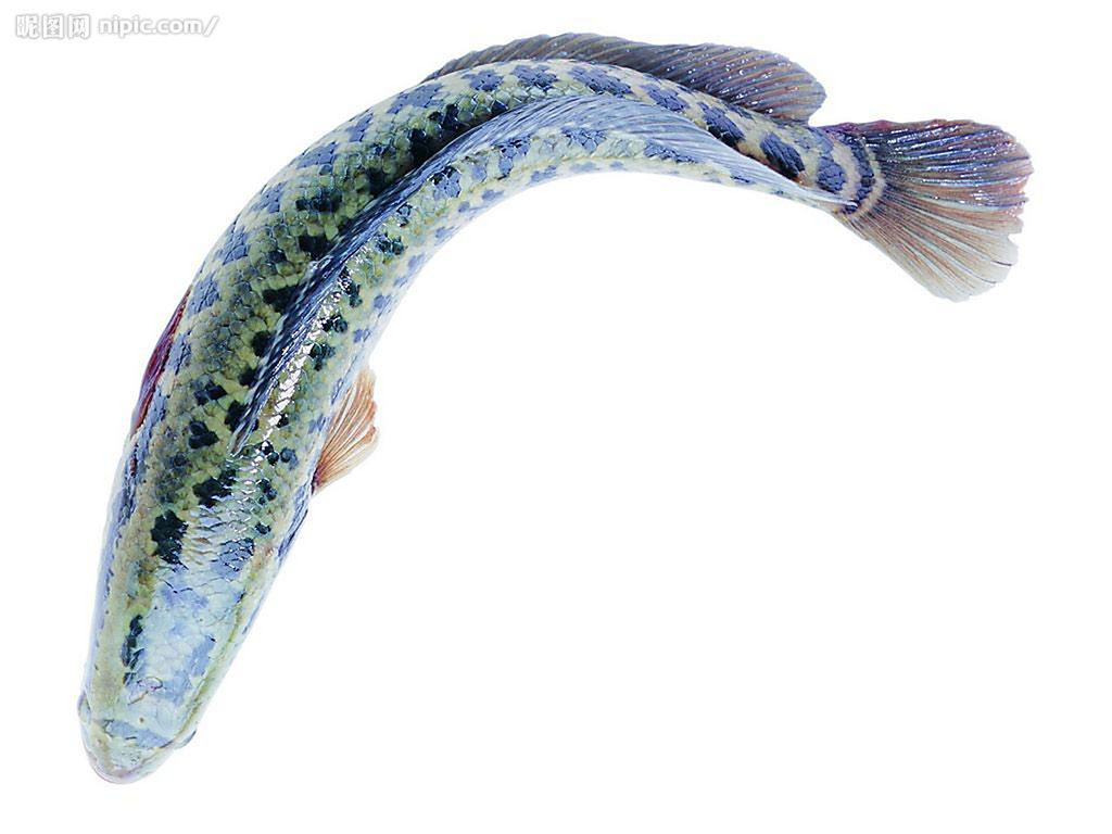  p>矛尾鱼(学名:latimeria chalumnae)体长2米,是腔棘鱼目矛尾鱼科的