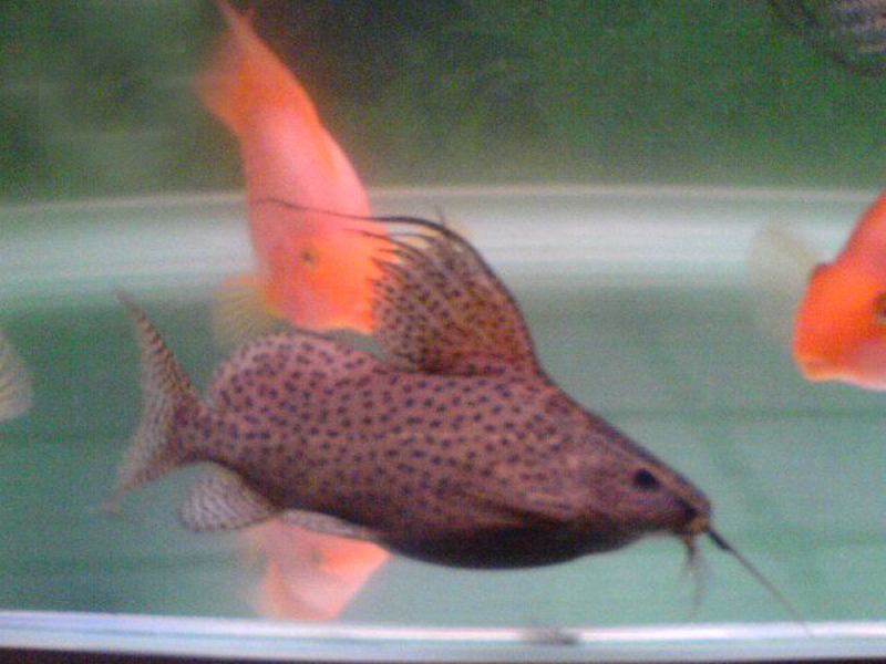  i>synodontis nigriventris /i>),又称 a href="#">反游猫 /a>