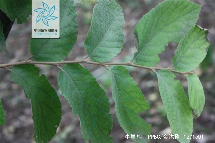 为金缕梅科植物牛鼻栓 i>fortunearia sinensis /i> rehd. et wils.