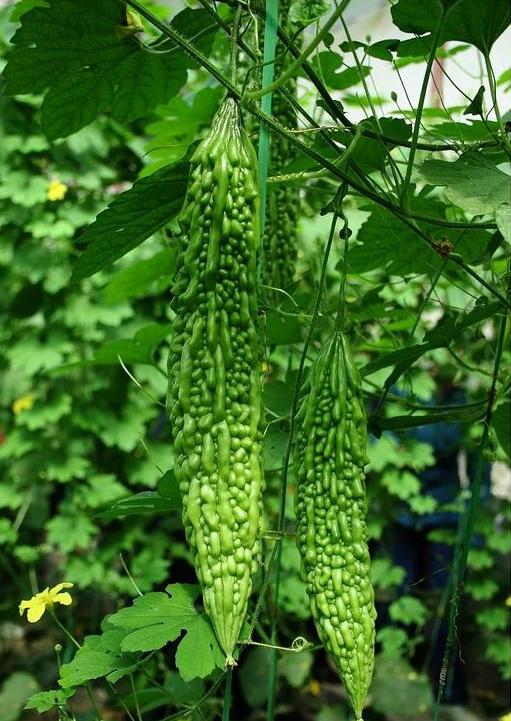 长绿苦瓜