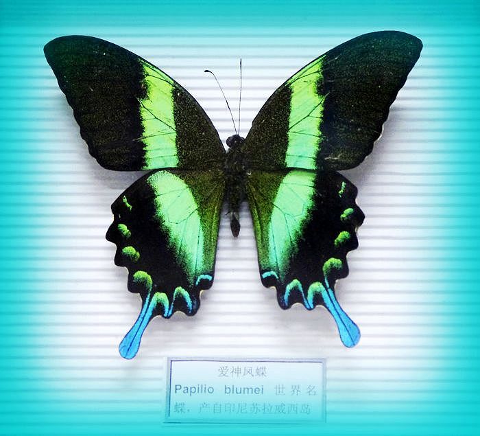 蓝尾翠凤蝶