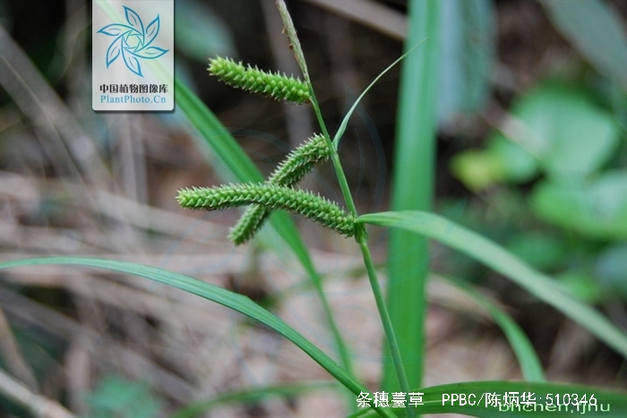  p>条穗薹草,是莎草科薹草属植物,产于中国江苏,浙江,安徽,江西,湖北