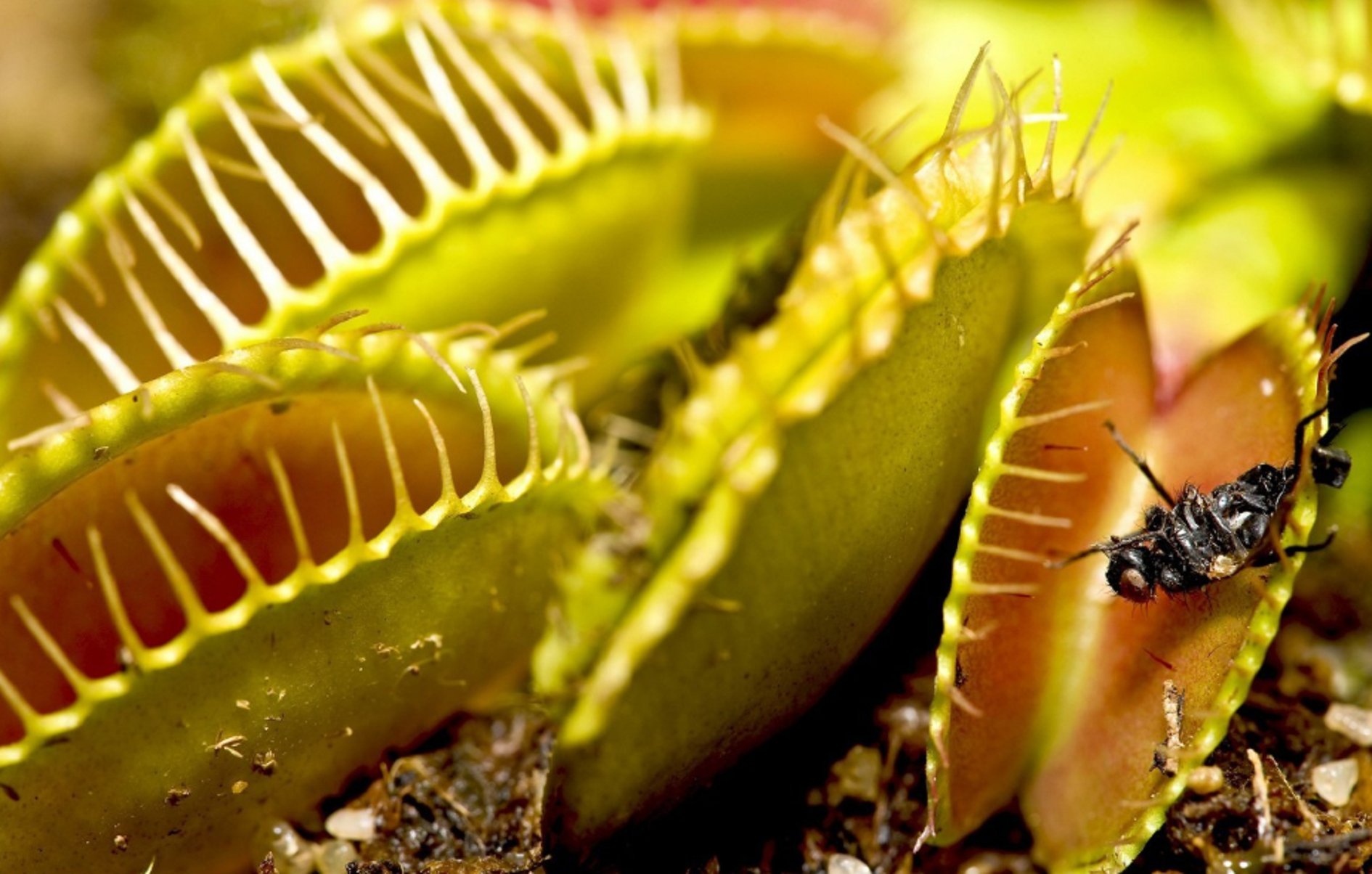  p>捕蝇草,( i>dionaea muscipula /i>),英文名称为venus flytrap,是