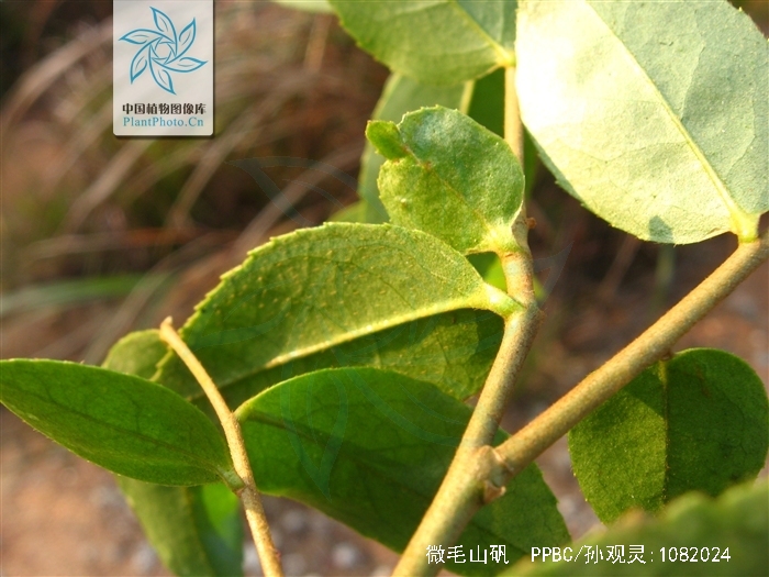  p>微毛山矾(学名: i>symplocos wikstroemiifolia /i> hayata)是 a