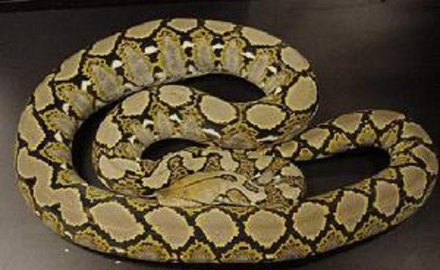 蟒/11274632" data-lemmaid="11274632">霸王蟒 /a>,网蟒,是蛇亚目,蛇