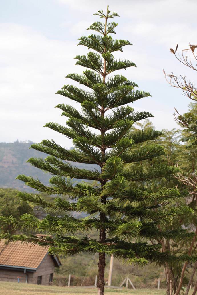 与亚热带地区,我国引入栽培的有南洋杉属araucaria与贝壳杉属agathis