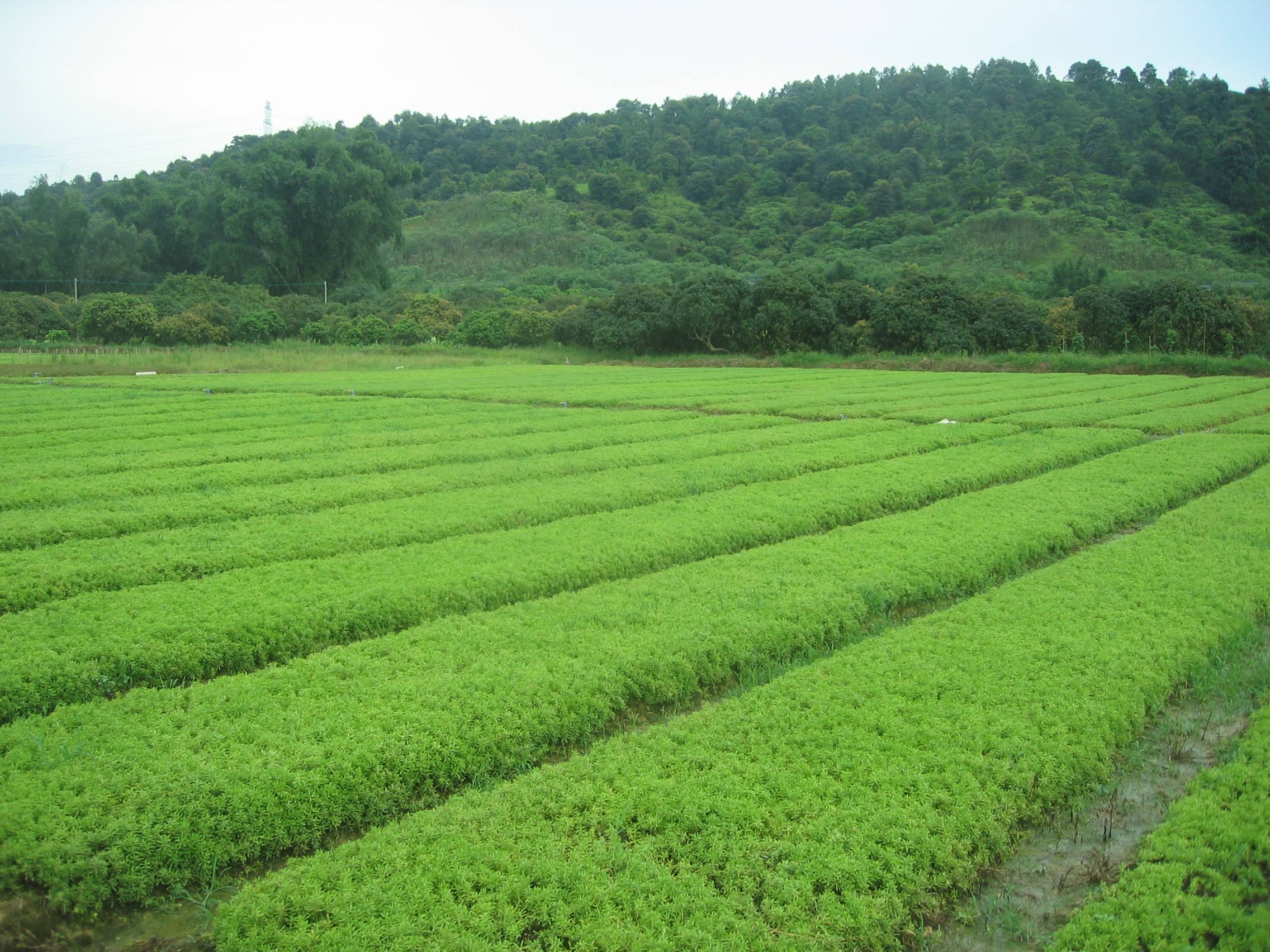 p>佛甲草(学名: i>sedum lineare /i>  thunb.