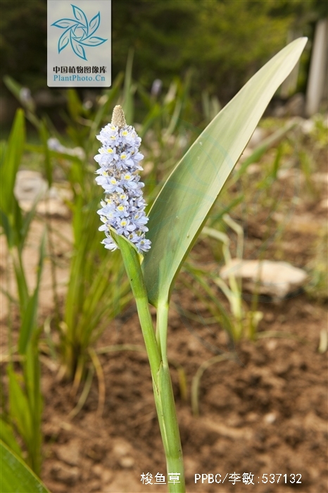  p>梭鱼草(学名: i>pontederia cordata /i> l.