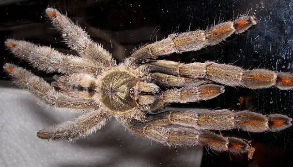  p>千里达老虎尾蜘蛛(拉丁学名:psalmopoeus cambridgei)又名千里达间