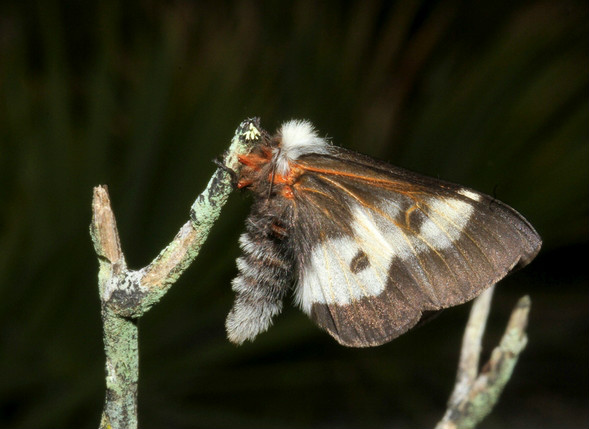  p>鹿纹天蚕蛾(学名: i>hemileuca maia /i>):成蛾 a href="#" data