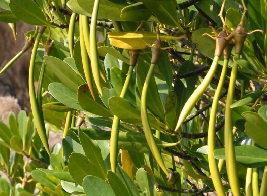 为红树科植物红茄苳 i>rhizophora mucronata /i> poir.的树皮或根.