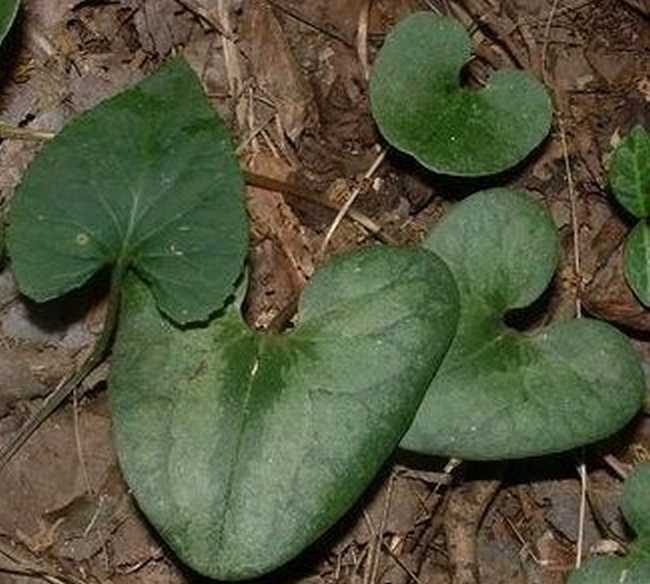  p>杜衡(学名: i>asarum forbesii /i> maxim.
