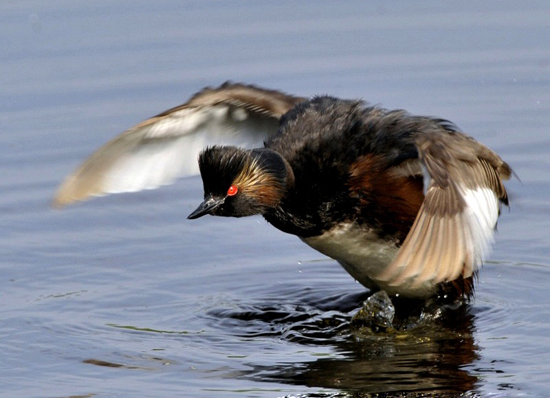  p>新西兰鸊鷉是一种 a target="_blank" href="/item/游禽/1117951"