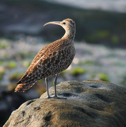 它们的长喙有些像镰刀,喙尖向下弯曲.全球大约有8种.