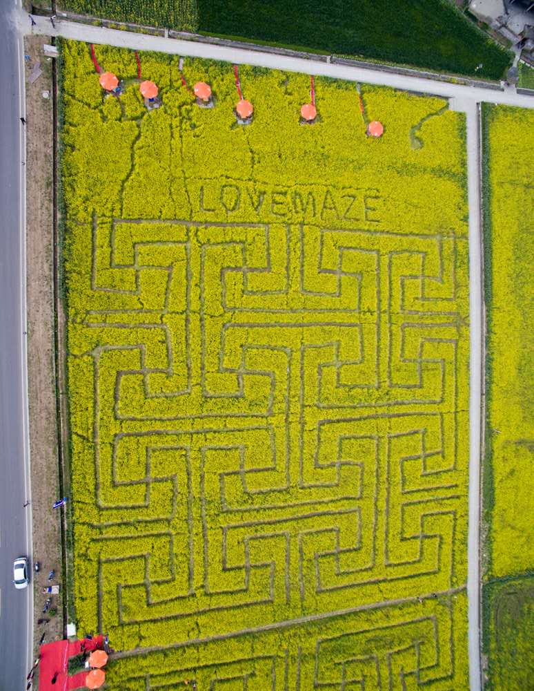 花海爱情迷宫