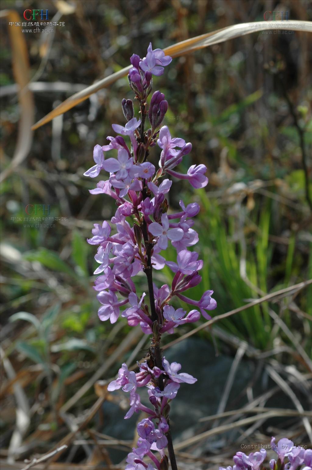  p>芫花,别名:药鱼草,老鼠花,闹鱼花,头痛花,闷头花,头痛皮,石棉皮,泡